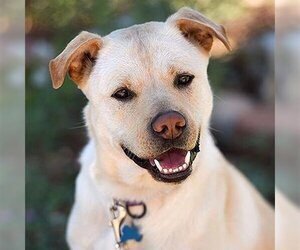 American Pit Bull Terrier-Retriever  Mix Dogs for adoption in Kanab, UT, USA