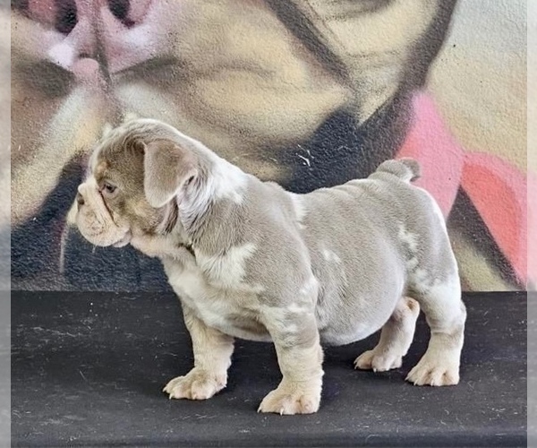 Medium Photo #6 English Bulldog Puppy For Sale in CHARLESTON, SC, USA