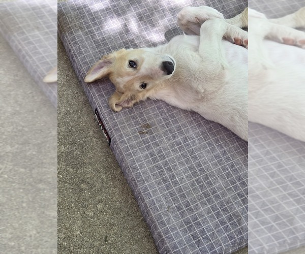 Medium Photo #2 Borzoi Puppy For Sale in YUCAIPA, CA, USA