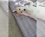 Small #1 Borzoi