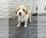 Puppy Lottie Tibetan Terrier