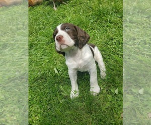 English Springer Spaniel Puppy for sale in RANDLE, WA, USA