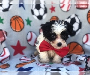 Maltipoo Puppy for sale in LAKELAND, FL, USA