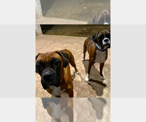 Boxer Dogs for adoption in Austin, TX, USA