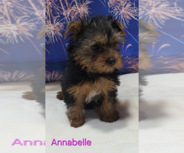 Medium Photo #4 Yorkshire Terrier Puppy For Sale in AZLE, TX, USA