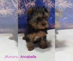 Small #3 Yorkshire Terrier