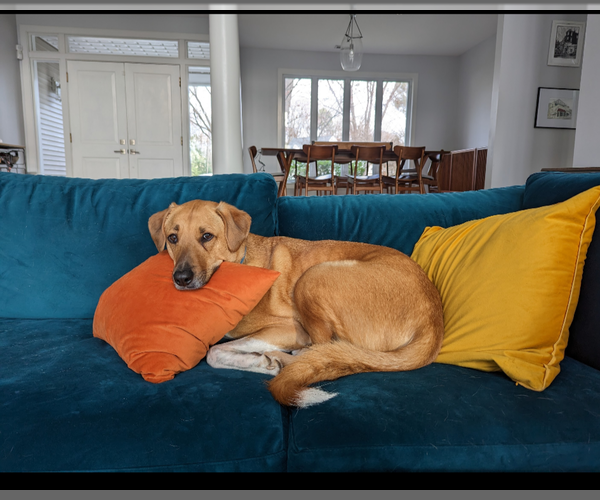 Medium Photo #3 Great Pyrenees-Unknown Mix Puppy For Sale in Westminster, MD, USA