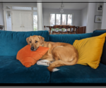 Small #2 Great Pyrenees Mix