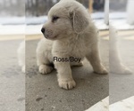 Puppy Ross Great Pyrenees