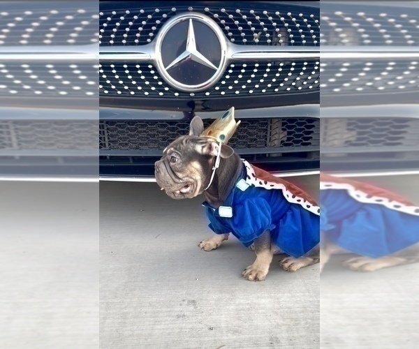 Medium Photo #22 French Bulldog Puppy For Sale in SPRINGFIELD, MA, USA