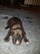 Small Photo #23 American Pit Bull Terrier Puppy For Sale in GRIFFIN, GA, USA
