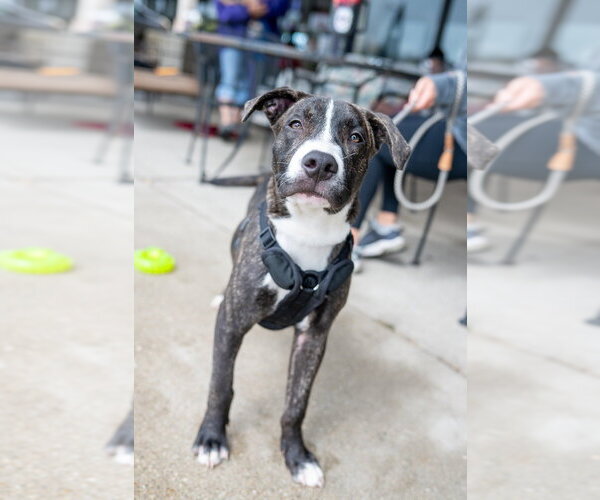 Medium Photo #3 Mutt Puppy For Sale in Mundelein, IL, USA