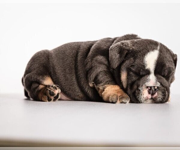 Medium Photo #1 Bulldog Puppy For Sale in PALM BEACH, FL, USA