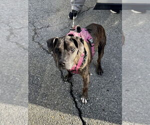 Rolex - Male American Pit Bull Terrier-Labrador Retriever Mix Dog for Adoption - Photo #5
