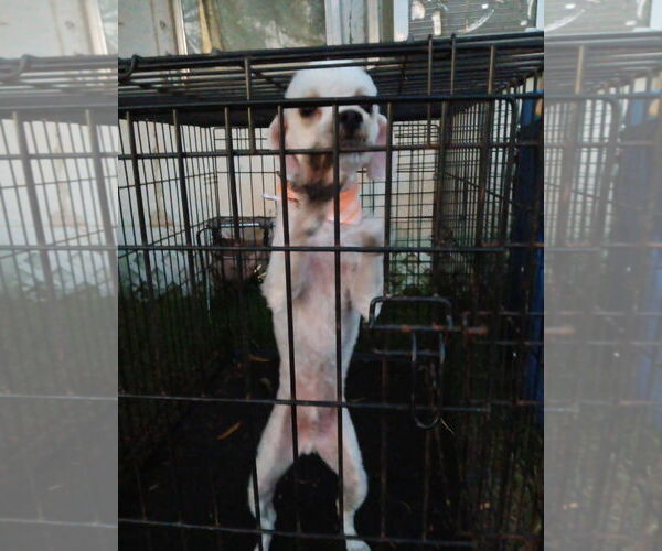 Medium Photo #2 Poodle (Miniature)-Unknown Mix Puppy For Sale in Grafton, WI, USA