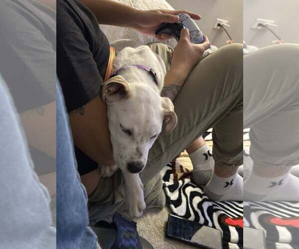 Medium Photo #5 Siberian Husky-Unknown Mix Puppy For Sale in GILBERTS, IL, USA