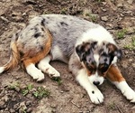 Small Photo #11 Australian Shepherd Puppy For Sale in MABEL, MN, USA