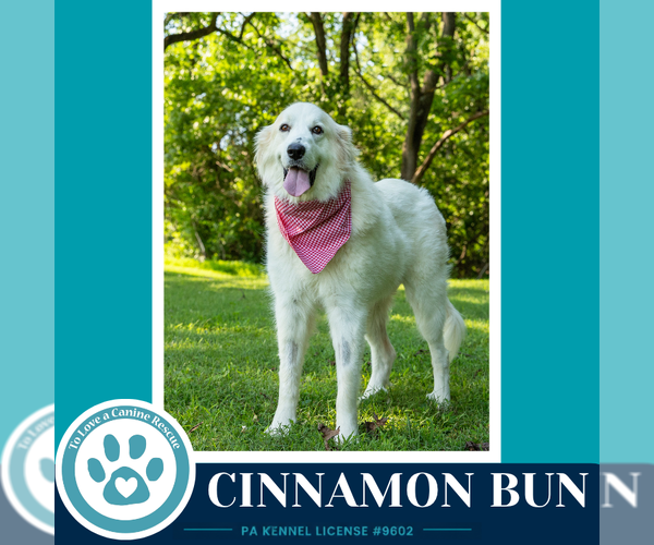 Medium Photo #6 Great Pyrenees Puppy For Sale in Kimberton, PA, USA