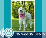 Small Photo #6 Great Pyrenees Puppy For Sale in Kimberton, PA, USA