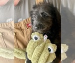 Puppy Jan Labradoodle
