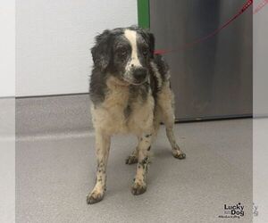 Aussiedoodle Miniature  Dogs for adoption in Washington, DC, USA