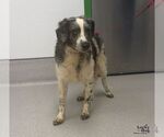 Rascal - Male Aussiedoodle Miniature  Dog for Adoption - Small photo
