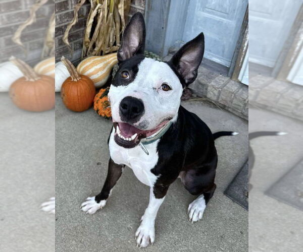 Medium Photo #10 American Pit Bull Terrier-Unknown Mix Puppy For Sale in Germantown, OH, USA
