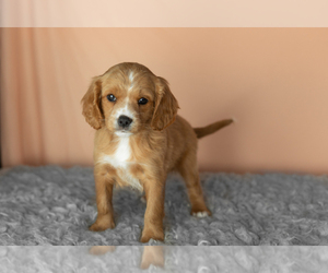 Medium Golden Cavadoodle