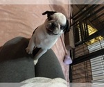 Small #5 Pug