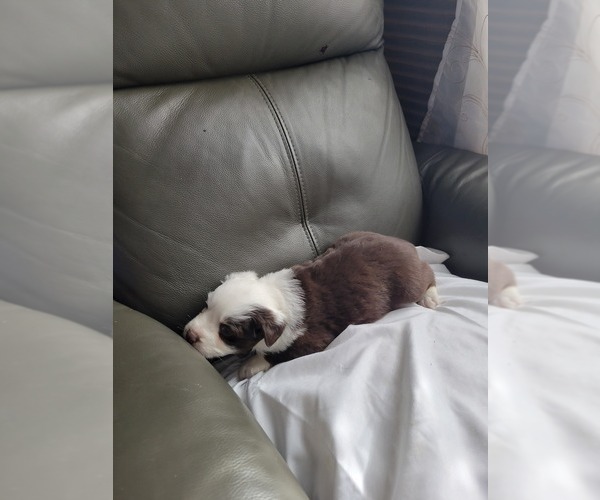 Medium Photo #6 Miniature Australian Shepherd Puppy For Sale in WILLIAMSBURG, CO, USA