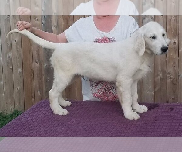Medium Photo #90 English Cream Golden Retriever Puppy For Sale in NORTHWOOD, OH, USA