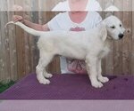 Small #89 English Cream Golden Retriever