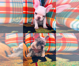 French Bulldog Litter for sale in AURORA, IL, USA