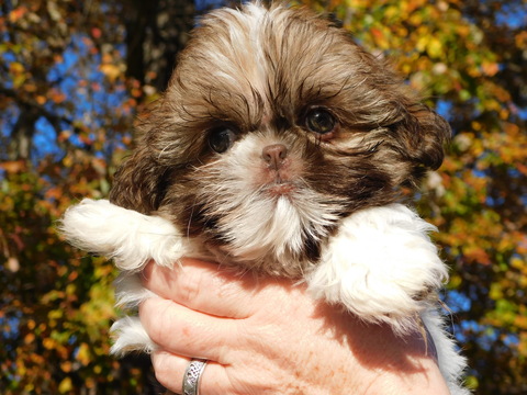 Medium Photo #3 Shih Tzu Puppy For Sale in ENKA, NC, USA
