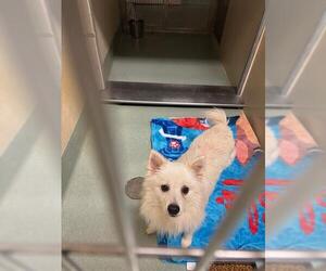 American Eskimo Dog Dogs for adoption in South Lake Tahoe, CA, USA