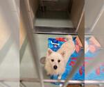 Small American Eskimo Dog
