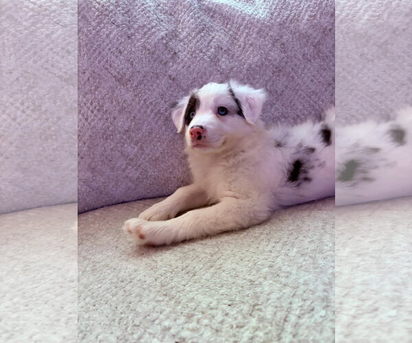Medium Photo #2 Border Collie-Unknown Mix Puppy For Sale in Germantown, OH, USA