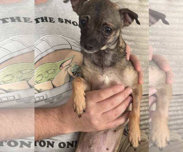 Medium Photo #6 Chihuahua Puppy For Sale in Holly Springs, NC, USA