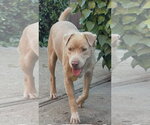 Small #4 Labrador Retriever Mix