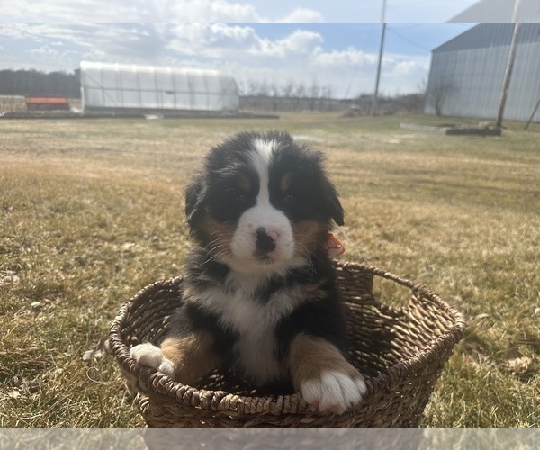 Medium Photo #8 Bernese Mountain Dog Puppy For Sale in ATHENS, WI, USA
