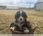 Small #7 Bernese Mountain Dog