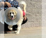Small #2 Great Pyrenees Mix