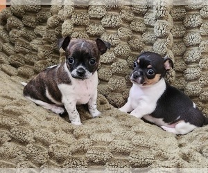 Chihuahua Puppy for Sale in RUSTBURG, Virginia USA