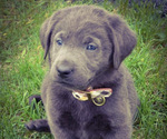 Small Photo #2 Labrador Retriever Puppy For Sale in MILLMONT, PA, USA