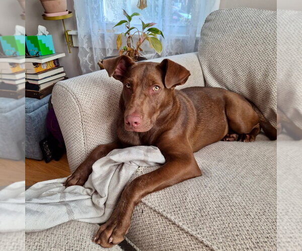 Medium Photo #7 Labrador Retriever-Unknown Mix Puppy For Sale in Canton, CT, USA