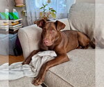 Small #6 Labrador Retriever Mix
