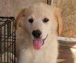 Small German Shepherd Dog-Golden Retriever Mix