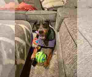 Doberman Pinscher Dogs for adoption in Aurora, OH, USA