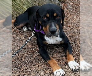 Rottweiler-Unknown Mix Dogs for adoption in Newfoundland, PA, USA