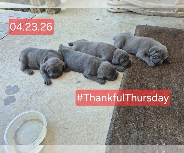 Medium Photo #27 Cane Corso Puppy For Sale in COLUMBIA, SC, USA